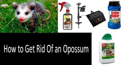 This is because rat poison is small enough for larger pets like cats and dogs to get into them. . Will rat poison kill a possum